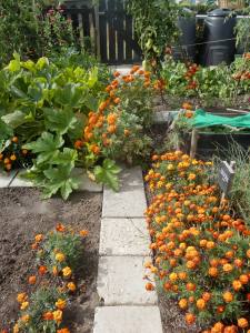 Schade moestuin door rukwinden