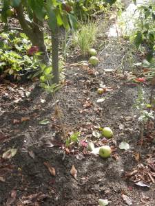 Valappels in de moestuin