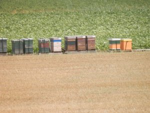 Bijenkassen Biesbosch