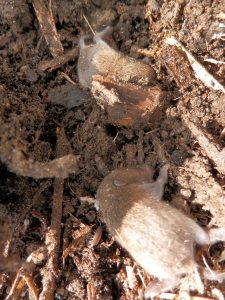 Muizen in de moestuin