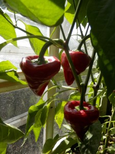 Paprika Kaboutermuts