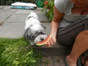 Watermeloen moestuin