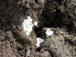 Slakkeneitjes moestuin