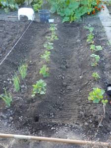 Aardbeienbed aanleggen