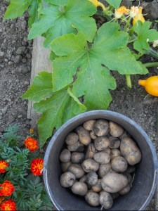 Aardappeloogst uit de moestuin