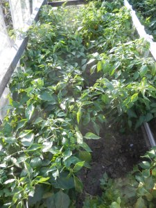 Paprikabed voor bladpluk