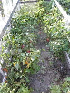 Paprika bed na bladpluk