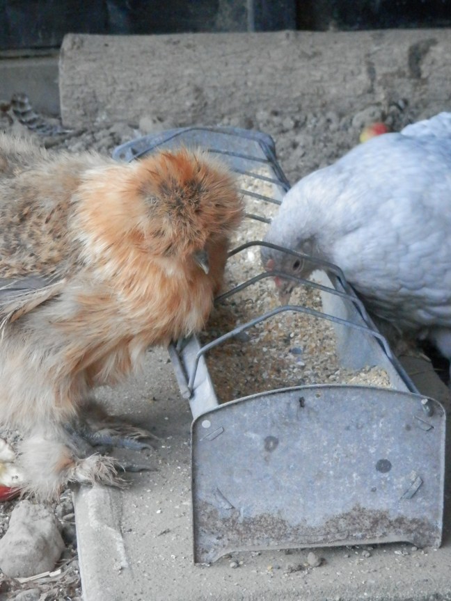 Zijdehoender kriel en cochinkriel