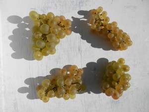 Witte druivenrassen