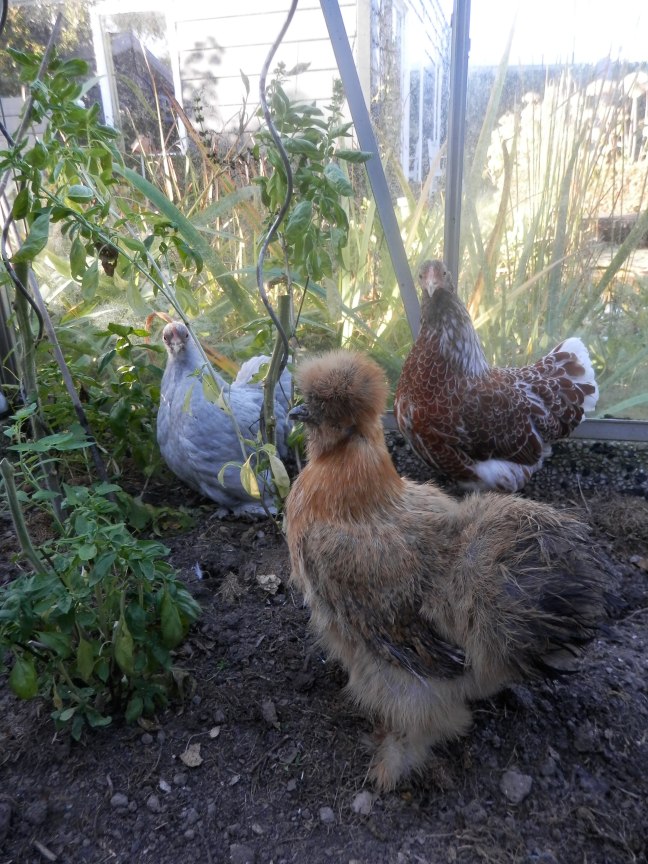 Zijdehoender, wyandotte en cochin kip