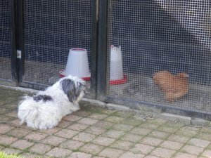 Boomer en cochin krielkip