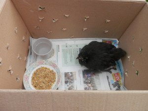 New chickie.Cochin. Nieuwe kip toevoegen.