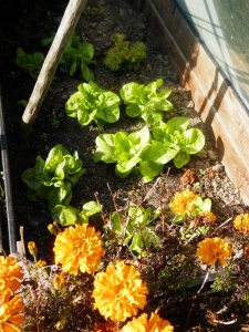 Sla kweken in het najaar. Moestuin.