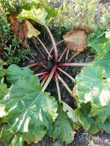 Rabarber najaar. Rhubarb.