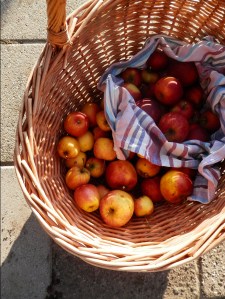 Appeloogst. Moestuin.