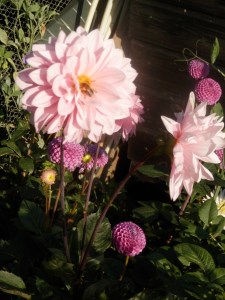 Dahlia | moestuin. Allotment.