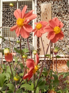 Enkelbloemige dahlia's