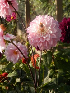 Dahlia's