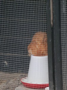 Kippen toevoegen aan de toom