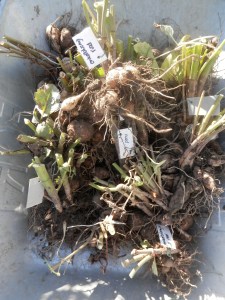 Dahlia's bewaren. Overwinteren.