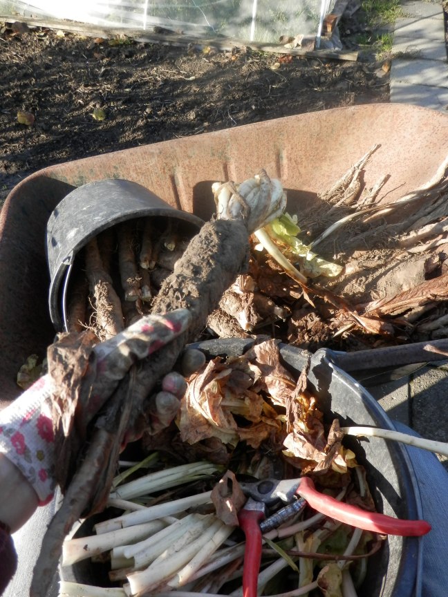 Loof van de witlof halen