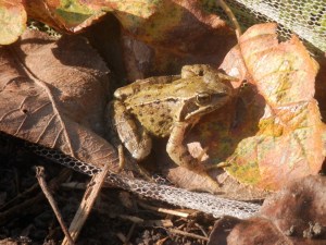 Beestjes in de moestuin