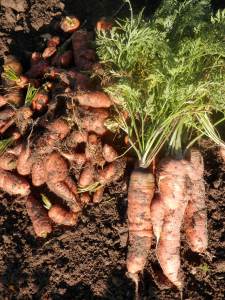 Worteloogst moestuin