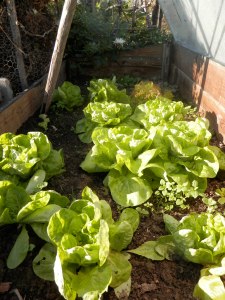 Sla in de platte bak