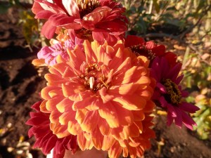 Zinnia uit de moestuin