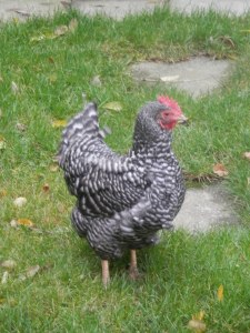 Amrock kippen. Chicken.