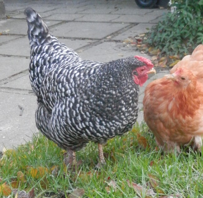 Kippen. Chicken. Amrock. Cochin.