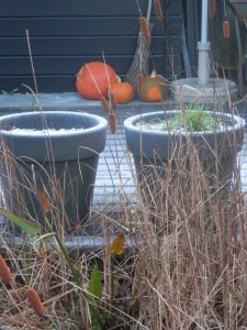 Pompoenen vorstgevoelig