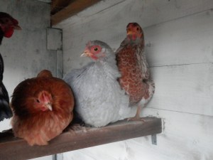 Kippen. Cochin, Wyandotte.