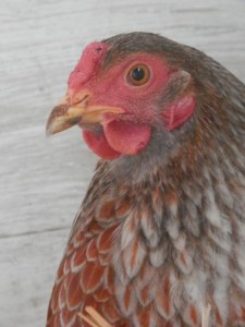 Wyandotte kip