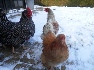 Kippen en sneeuw