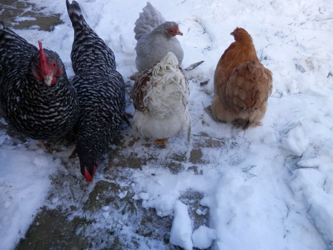 Kippen en sneeuw