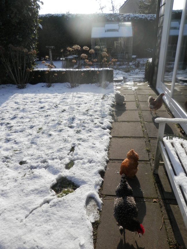 Kippen en sneeuw