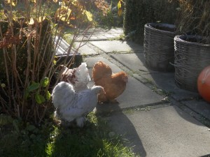 Kippen. Cochin. Wyandote