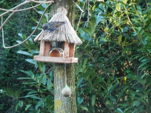 Vogels voeren in de winter