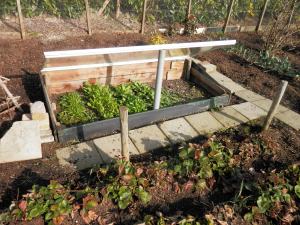 Sla in platte bak moestuin