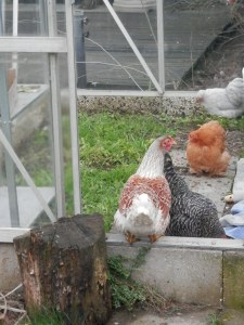 Kippen in de kas