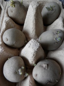 Aardappels voorkiemen