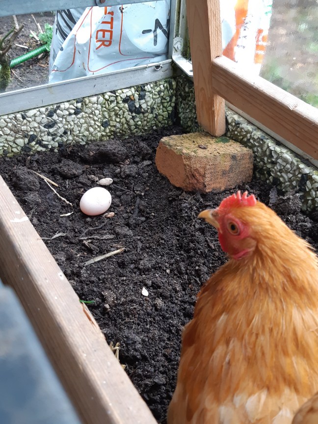 Kippen cochin eerste ei