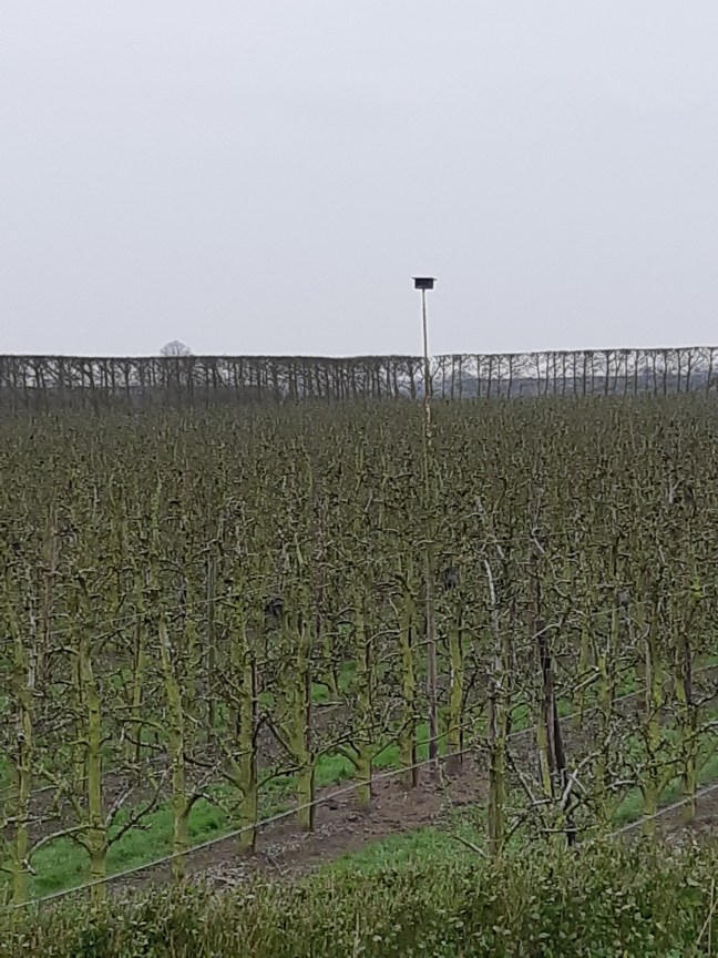 Bomen planten Zwaakse weel
