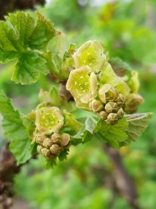 Bloemen van de rode bes.