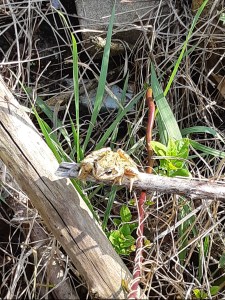 Beestjes in de volkstuin