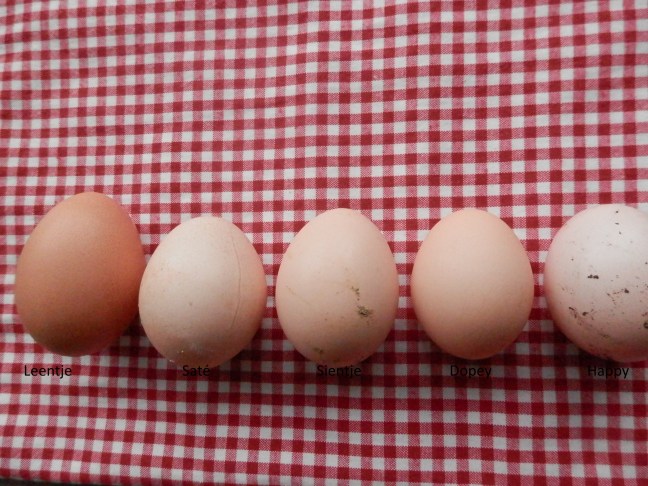 Iedere kip legt verschillende maat ei