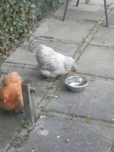 Kippen. Cochin. Ondeugend