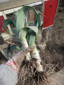 Zaaibedden leeg maken.