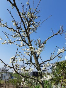 Luizen bestrijden fruitbomen